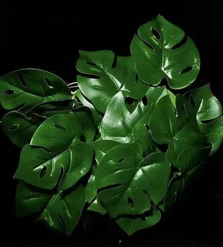 MODBOX Rainforest Habitat Kit
