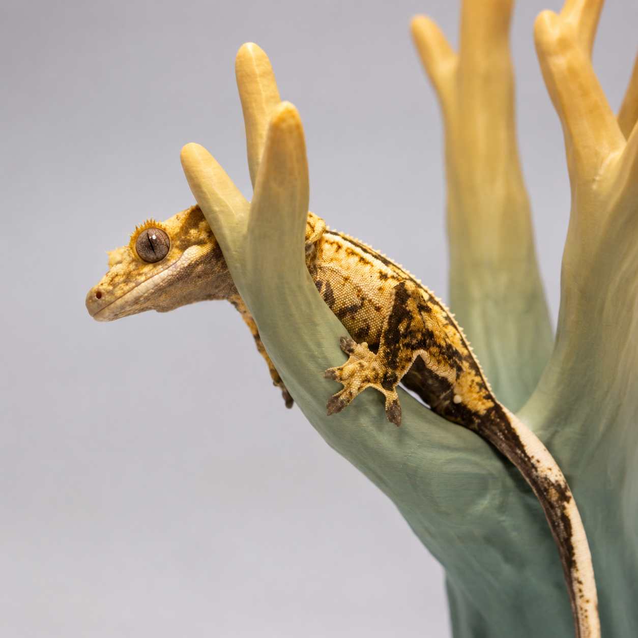 Colorful Tree Climbing Stand – Natural Reptile Perch