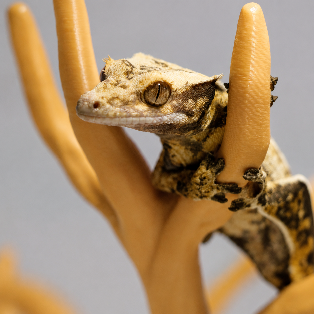 Colorful Tree Climbing Stand – Natural Reptile Perch