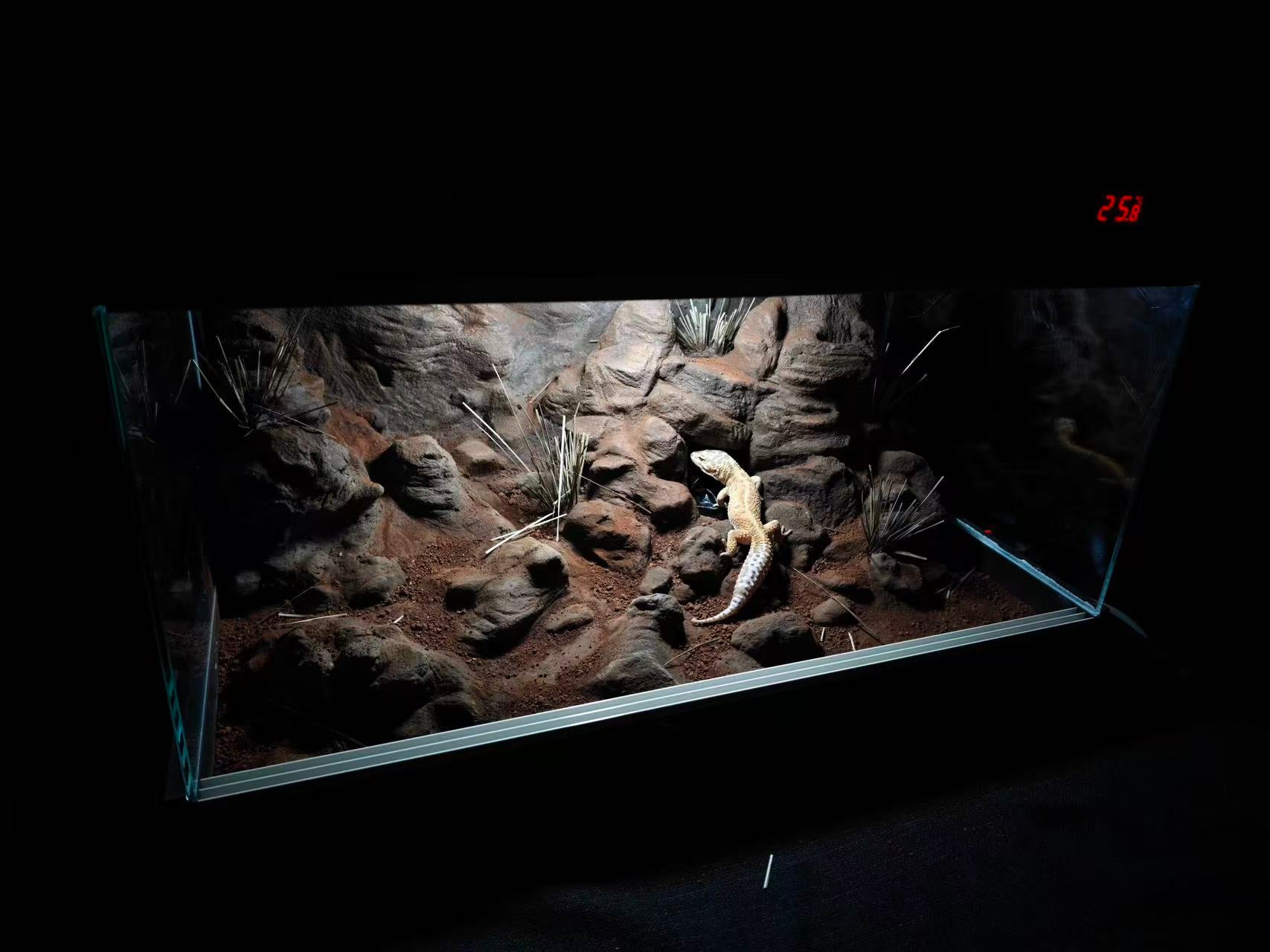 Desert Rock real terrarium reference build