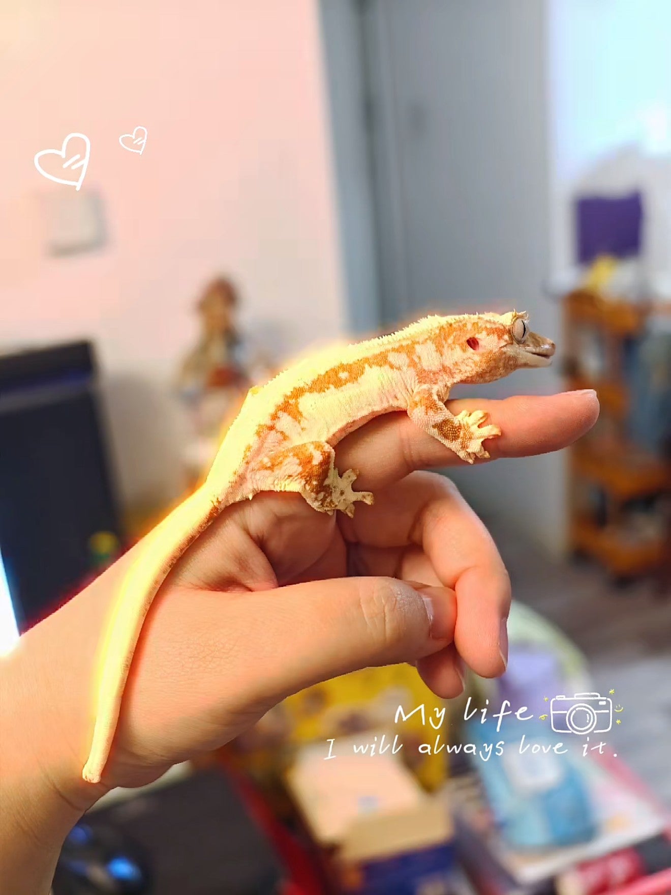 A little companion named Momo